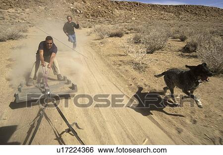 Two men (20-30) and their dog surfing behind a car on a plastic palette on a dirt road, Bishop, California, USA View Large Photo Image Stock Photograph - Two men (20-30) and their dog surfing behind a car on a plastic palette on a dirt road, Bishop, California, USA. Fotosearch