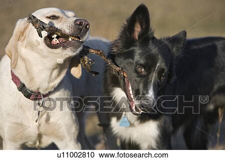Two mixed breed dogs biting on sticks, Canada, Alberta View Large Photo Image Stock Image - Two mixed breed dogs biting on sticks, Canada, Alberta. Fotosearch