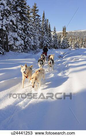 View of Dog Sled in action, Marsoui, Gaspesie, Quebec View Large Photo Image Stock Image - View of Dog Sled in action, Marsoui, Gaspesie, Quebec. Fotosearch