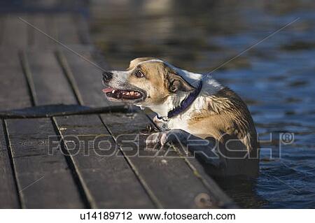 White and tan mixed breed dog climbing out of water onto dock, Canada, Alberta View Large Photo Image Stock Image - White and tan mixed breed dog climbing out of water onto dock, Canada, Alberta. Fotosearch
