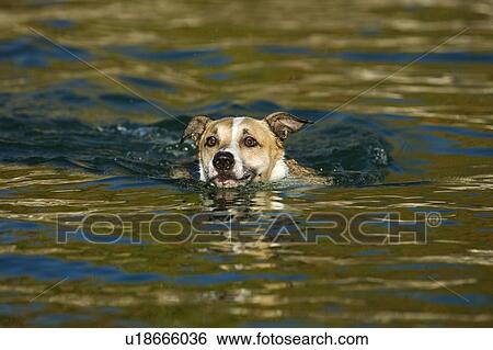 Stock Photograph - White and tan mixed breed dog swimming, Canada, Alberta. Fotosearch