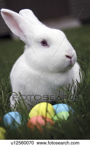 White bunny with colored Easter eggs View Large Photo Image Stock Image - White bunny with colored Easter eggs. Fotosearch