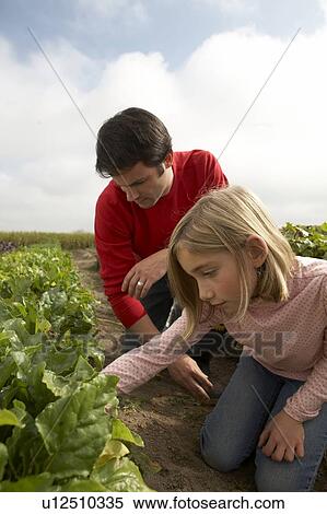 Stock Photography - Father and daughter tending crops in an organic garden, Ladner, British Columbia, Canada. Fotosearch