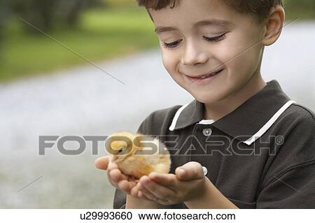 Little boy holding a baby chick on a farm, Waterford, Ontario View Large Photo Image Stock Image - Little boy holding a baby chick on a farm, Waterford, Ontario. Fotosearch