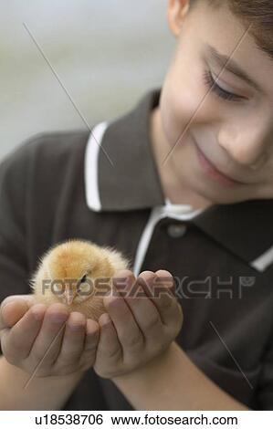 Stock Photograph - Little boy holding a baby chick on a farm, Waterford, Ontario. Fotosearch