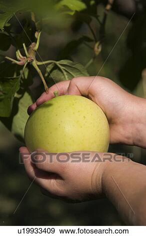 Childs Hands Picking Apple View Large Photo Image Stock Photo - Childs Hands Picking Apple. Fotosearch