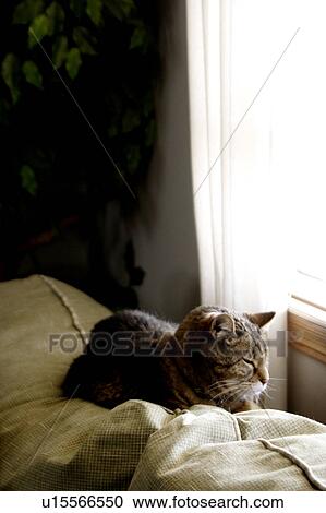 Cat View Large Photo Image Stock Image - Cat. Fotosearch