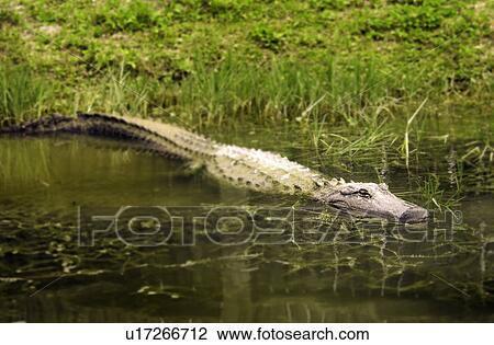 Alligator View Large Photo Image Stock Image - Alligator. Fotosearch