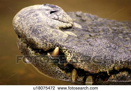 Stock Image - Alligator. Fotosearch