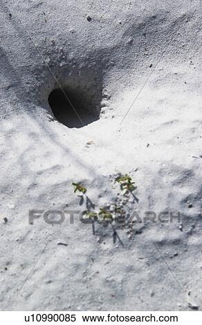 Stock Photography - Animal home in sand. Fotosearch