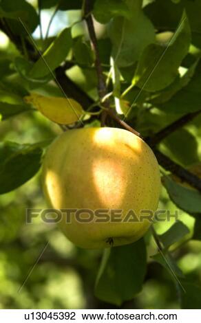 Apples on a tree View Large Photo Image Stock Image - Apples on a tree. Fotosearch
