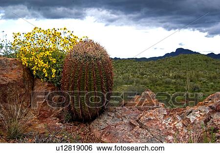 Arizona scenic with a barrel cactus View Large Photo Image Stock Photograph - Arizona scenic with a barrel cactus. Fotosearch