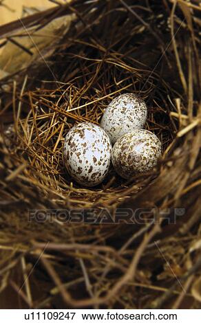 Bird nest with eggs View Large Photo Image Stock Photo - Bird nest with eggs. Fotosearch