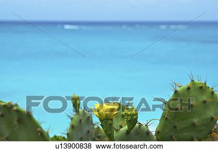 Blooming cactus near ocean View Large Photo Image Stock Photo - Blooming cactus near ocean. Fotosearch