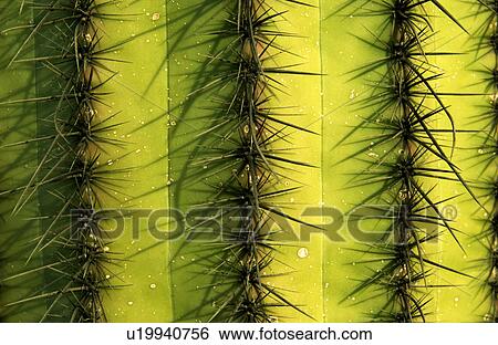 Cactus pattern View Large Photo Image Stock Photograph - Cactus pattern. Fotosearch