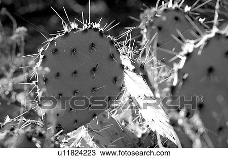 Cactus View Large Photo Image Stock Image - Cactus . Fotosearch