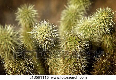 Cactus View Large Photo Image Stock Photography - Cactus. Fotosearch