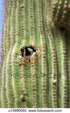 Cactus View Large Photo Image Stock Photography - Cactus. Fotosearch