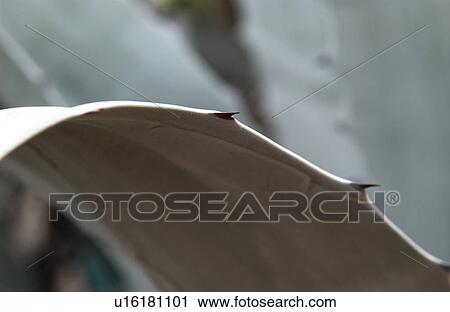 Century cactus View Large Photo Image Stock Image - Century cactus. Fotosearch