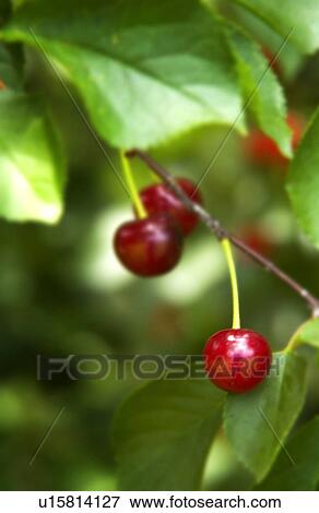 Stock Photo - Cherries on a tree. Fotosearch
