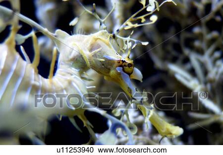 Close up of exotic seahorse View Large Photo Image Stock Image - Close up of exotic seahorse. Fotosearch