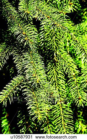 Stock Image - Evergreen texture. Fotosearch