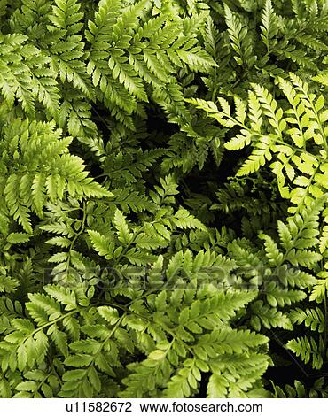 Stock Image - Fern leaf pattern. Fotosearch