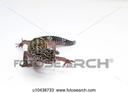 Gecko View Large Photo Image Stock Image - Gecko. Fotosearch