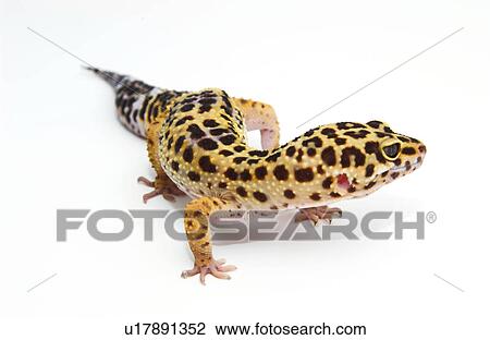 Stock Image - Gecko. Fotosearch