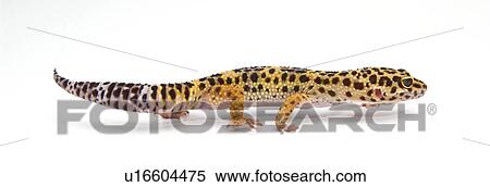 Gecko View Large Photo Image Stock Photography - Gecko. Fotosearch