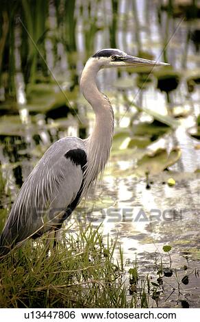 Stock Photograph - Great Blue Heron in water. Fotosearch