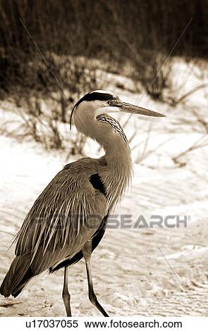 Stock Photography - Great Blue Heron on beach. Fotosearch