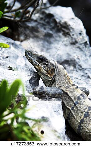 Iguana View Large Photo Image Stock Image - Iguana. Fotosearch