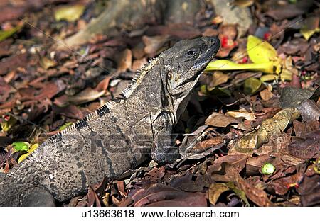 Iguana View Large Photo Image Stock Photo - Iguana. Fotosearch