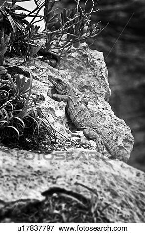 Iguana View Large Photo Image Stock Photo - Iguana. Fotosearch