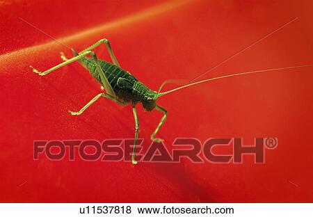 Katydid View Large Photo Image Stock Photo - Katydid. Fotosearch