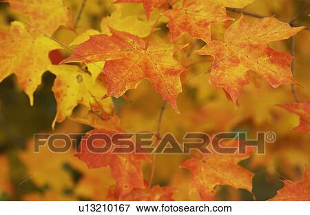 Stock Photo - Leaves in Autumn. Fotosearch