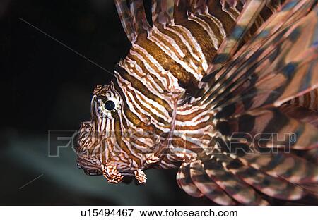 Lion fish saltwater View Large Photo Image Stock Photo - Lion fish saltwater. Fotosearch