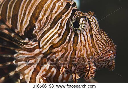 Stock Photo - Lion fish saltwater. Fotosearch