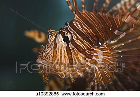 Lion fish saltwater View Large Photo Image Stock Photography - Lion fish saltwater. Fotosearch
