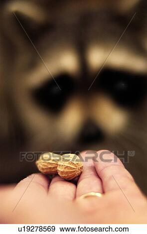 Stock Photo - Man holding peanut out to a racoon. Fotosearch