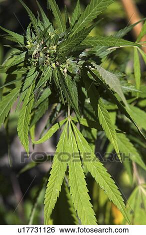 Stock Photograph - Marijuana plant. Fotosearch