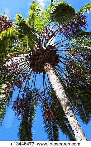 Palm trees View Large Photo Image Stock Photo - Palm trees. Fotosearch