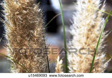 Stock Image - Pampas grass. Fotosearch