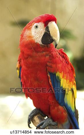 Picture - Parrot. Fotosearch
