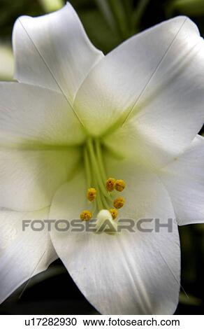 Stock Image - Peace lilly. Fotosearch