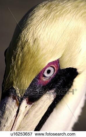 Pelican View Large Photo Image Stock Photo - Pelican. Fotosearch