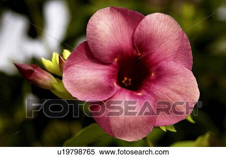 Stock Photography - Pink bloom. Fotosearch