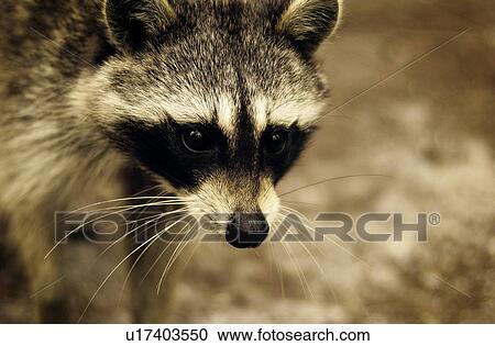 Stock Image - Raccoon. Fotosearch