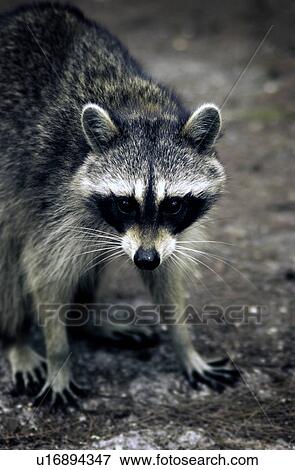 Stock Photo - Raccoon. Fotosearch